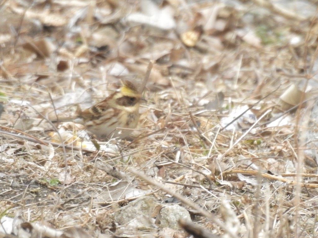 ミヤマホオジロ？