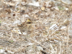 ミヤマホオジロ？