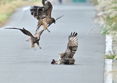 ノスリ対トンビ