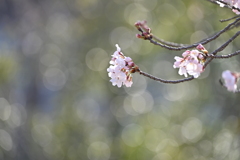玉ボケ桜