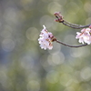 玉ボケ桜