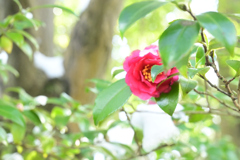 雪解けの山茶花