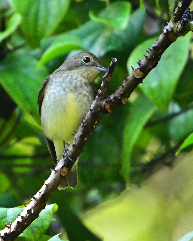 エゾビタキでしょうか？