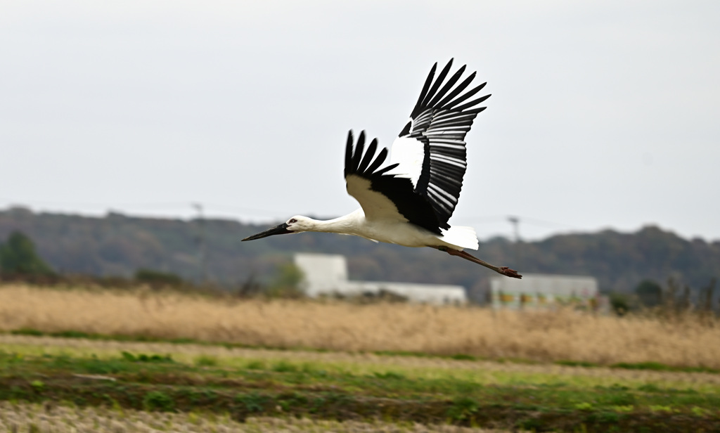 コウノトリ