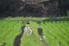 アマサギ
