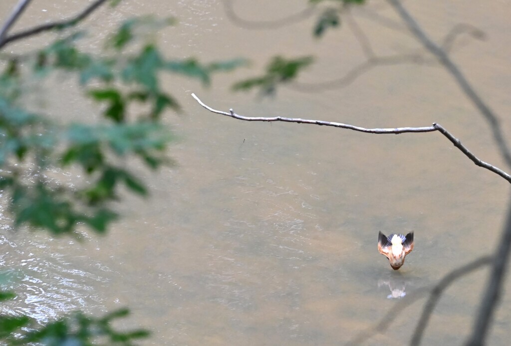 カワセミ 飛び込み