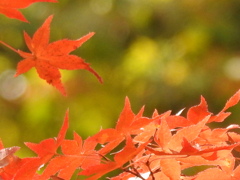 紅葉