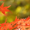 紅葉