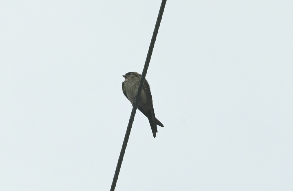 コシアカツバメさん？