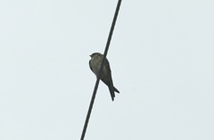 コシアカツバメさん？