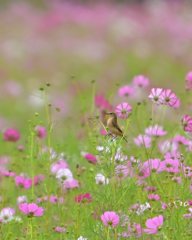 ゆらゆら　のびちゃん