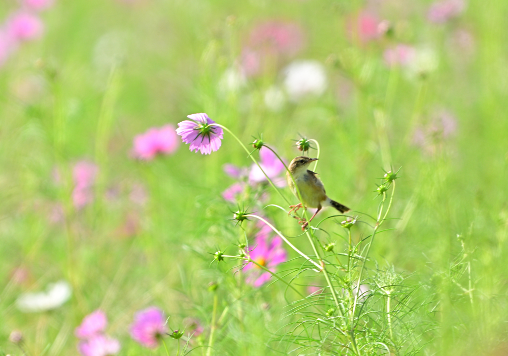 コスモスにセッカ