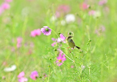 コスモスにセッカ
