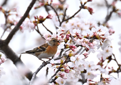 アトリの花らっぱ