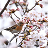 アトリの花らっぱ