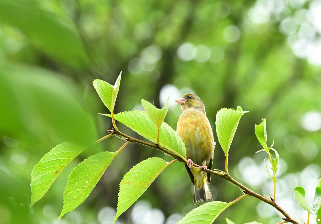 カワラヒワ 幼鳥