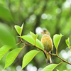 カワラヒワ 幼鳥