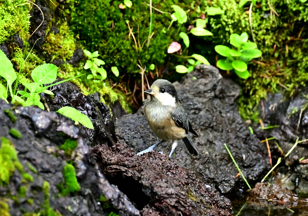 ヒガラ　　幼鳥