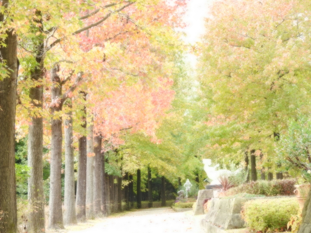 モミジバフウ　万作科