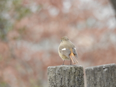 ルリ子対ジョビコ