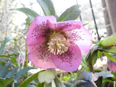 クリスマスローズ