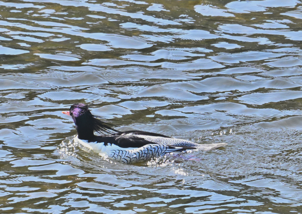 コウライアイサ