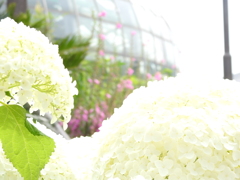 植物園のアナベル