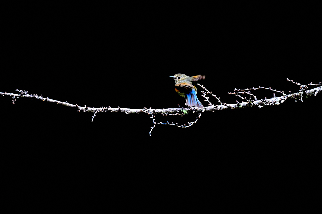 ルリ若　かルリ子