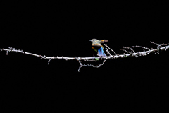 ルリ若　かルリ子