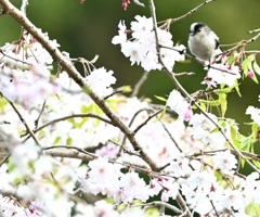 エナガ