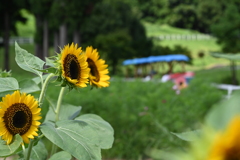 向日葵と汽車ポッポ
