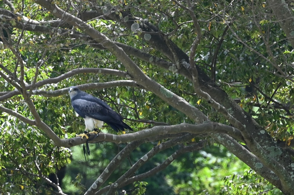 ブルーイーグル