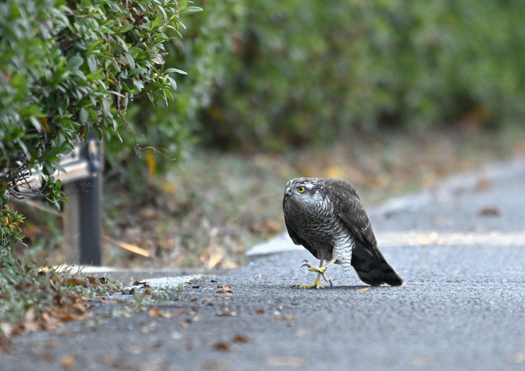 エッホエッホのハイタカ
