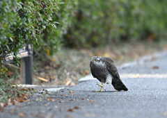 エッホエッホのハイタカ
