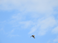 百舌鳥の飛翔