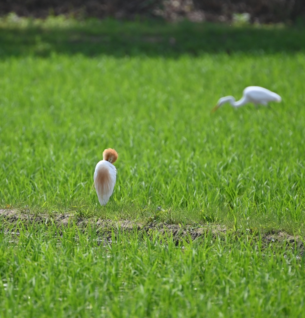 DSC_6537アマサギ