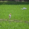 DSC_6537アマサギ