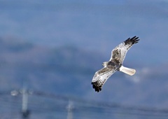 チュウヒ（大陸型）