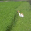 アマサギ三景