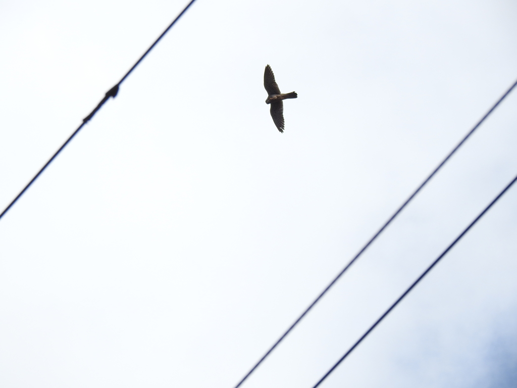 チョウゲンボウ？