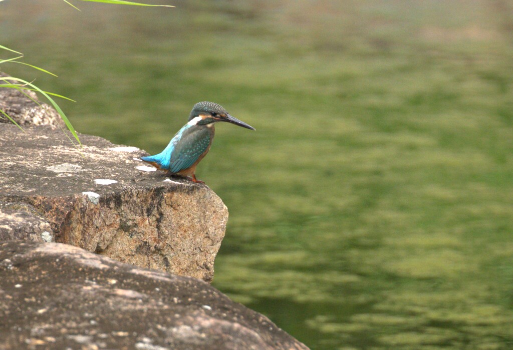 カワセミ