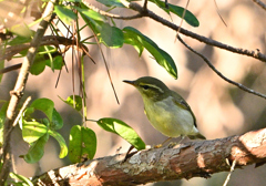 メボソムシクイかオオムシクイ