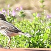 タヒバリ