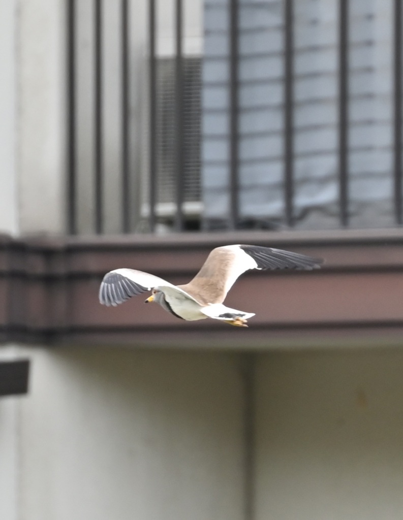 飛ぶケリ