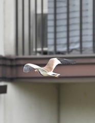 飛ぶケリ