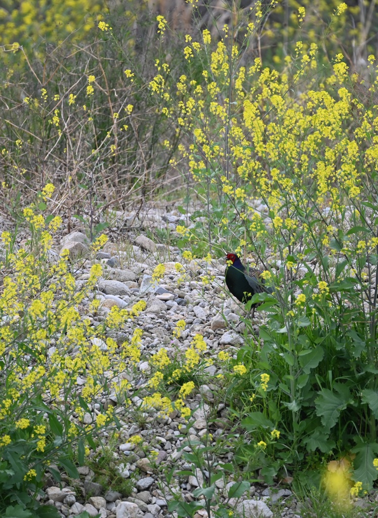 河原に雉が居ました