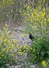 河原に雉が居ました