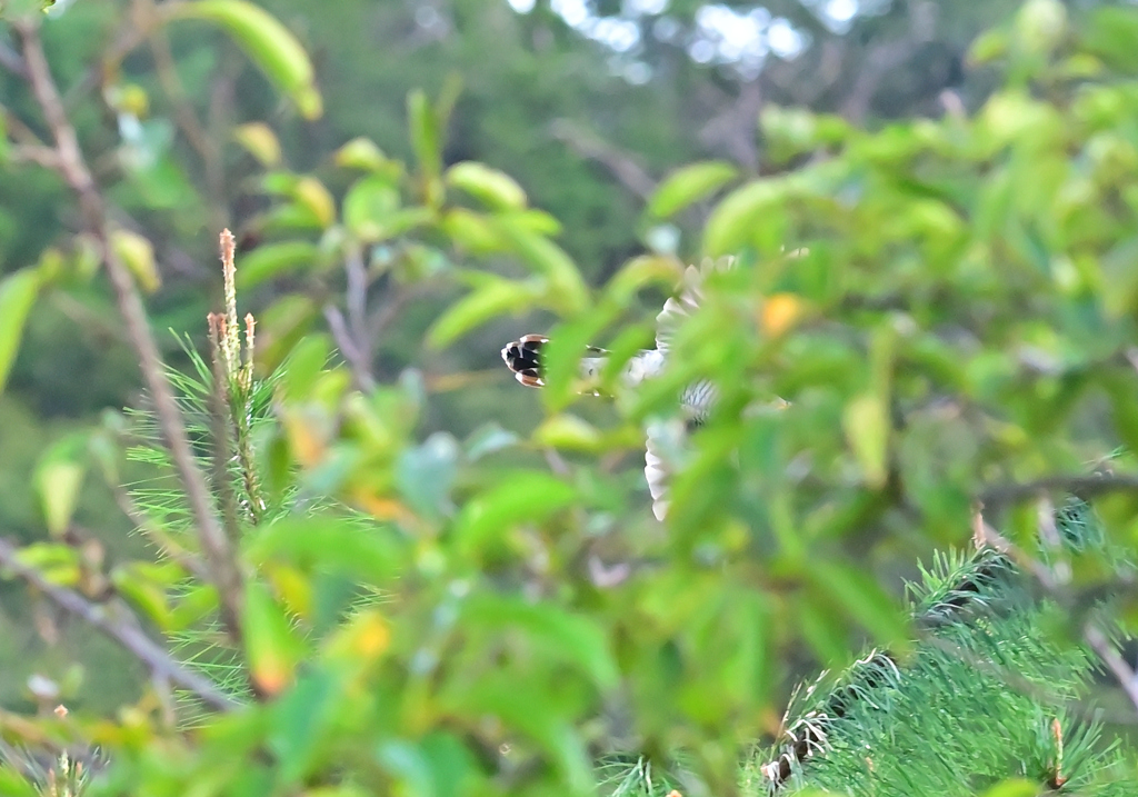 あなたはだーれ？