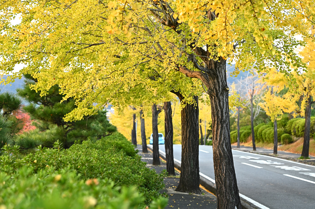 イチョウ並木