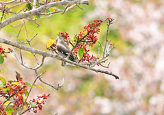 黄桜